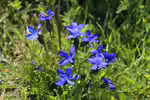 Gentiana bavarica am Gartenteich pflanzen (Einrichtungsbeispiele mit Bayerischer Enzian) Gentiana bavarica am Gartenteich pflanzen (Einrichtungsbeispiele mit Bayerischer Enzian)