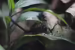 Geosesarma hagen im Terrarium halten (Einrichtungsbeispiele für Rote Vampirkrabben) Geosesarma hagen im Terrarium halten (Einrichtungsbeispiele für Rote Vampirkrabben)