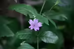 Geranium nodosum im Garten pflanzen (Einrichtungsbeispiele mit Knotiger Storchschnabel) Geranium nodosum im Garten pflanzen (Einrichtungsbeispiele mit Knotiger Storchschnabel)