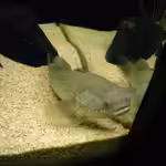 Giuris margaritacea im Aquarium halten (Einrichtungsbeispiele für Schlangenkopf-Schläfergrundel)