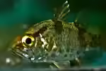 Glossamia aprion im Aquarium halten (Einrichtungsbeispiele für Süßwasser-Kardinalbarsche) Glossamia aprion im Aquarium halten (Einrichtungsbeispiele für Süßwasser-Kardinalbarsche)