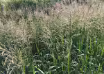 Glyceria maxima am Gartenteich (Einrichtungsbeispiele mit Große Segge) Glyceria maxima am Gartenteich (Einrichtungsbeispiele mit Große Segge)