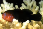 Gobiodon quinquestrigatus im Aquarium halten (Einrichtungsbeispiele für Fünf-Streifen-Korallengrundel) Gobiodon quinquestrigatus im Aquarium halten (Einrichtungsbeispiele für Fünf-Streifen-Korallengrundel)