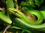 Gonyosoma oxycephalum im Terrarium halten (Einrichtungsbeispiele für Spitzkopfnatter)