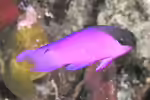 Gramma melacara im Aquarium halten (Einrichtungsbeispiele für Schwarzkappen-Feenbarsch) Gramma melacara im Aquarium halten (Einrichtungsbeispiele für Schwarzkappen-Feenbarsch)