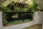 Jenseits des Standards: Großaquarien (Einrichtungsbeispiele Großaquarium) Jenseits des Standards: Großaquarien (Einrichtungsbeispiele Großaquarium)
