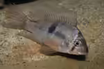 Gymnogeophagus meridionalis im Aquarium halten (Einrichtungsbeispiele für Gymnogeophagus meridionalis) Gymnogeophagus meridionalis im Aquarium halten (Einrichtungsbeispiele für Gymnogeophagus meridionalis)