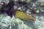 Gymnothorax miliaris im Aquarium halten (Einrichtungsbeispiele für Goldschwanz-Muräne) Gymnothorax miliaris im Aquarium halten (Einrichtungsbeispiele für Goldschwanz-Muräne)