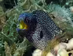 Gymnothorax nudivomer im Aquarium halten (Einrichtungsbeispiele für Gelbmaul-Muräne)