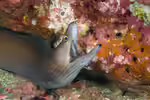 Gymnothorax vicinus im Aquarium halten (Einrichtungsbeispiele für Gelbaugen-Muräne) Gymnothorax vicinus im Aquarium halten (Einrichtungsbeispiele für Gelbaugen-Muräne)