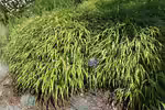Hakonechloa macra im Garten pflanzen (Einrichtungsbeispiele mit Japan-Zwergschilf) Hakonechloa macra im Garten pflanzen (Einrichtungsbeispiele mit Japan-Zwergschilf)