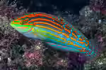 Halichoeres cosmetus im Aquarium halten (Einrichtungsbeispiele für Schmuck-Junker) Halichoeres cosmetus im Aquarium halten (Einrichtungsbeispiele für Schmuck-Junker)