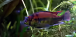 Haplochromis aeneocolor im Aquarium halten (Einrichtungsbeispiele für Papyrus Maulbrüter) Haplochromis aeneocolor im Aquarium halten (Einrichtungsbeispiele für Papyrus Maulbrüter)