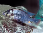 Haplochromis commutabilis im Aquarium halten (Einrichtungsbeispiele für Blauer Kachira) Haplochromis commutabilis im Aquarium halten (Einrichtungsbeispiele für Blauer Kachira)