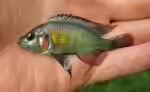 Haplochromis stappersii im Aquarium halten (Einrichtungsbeispiele für Haplochromis stappersii) Haplochromis stappersii im Aquarium halten (Einrichtungsbeispiele für Haplochromis stappersii)