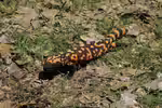 Heloderma suspectum im Terrarium halten (Einrichtungsbeispiele für Gila-Krustenechse) Heloderma suspectum im Terrarium halten (Einrichtungsbeispiele für Gila-Krustenechse)