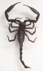 Heterometrus longimanus im Terrarium halten (Einrichtungsbeispiele für Asia-Skorpion) Heterometrus longimanus im Terrarium halten (Einrichtungsbeispiele für Asia-Skorpion)