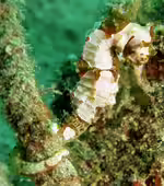Hippocampus alatus im Aquarium halten (Einrichtungsbeispiele für Geflügeltes Seepferdchen) Hippocampus alatus im Aquarium halten (Einrichtungsbeispiele für Geflügeltes Seepferdchen)