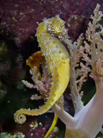 Hippocampus barbouri im Aquarium halten (Einrichtungsbeispiele für Barbours Seepferdchen) Hippocampus barbouri im Aquarium halten (Einrichtungsbeispiele für Barbours Seepferdchen)