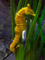 Hippocampus comes im Aquarium halten (Einrichtungsbeispiele für Tigerschwanz-Seepferdchen) Hippocampus comes im Aquarium halten (Einrichtungsbeispiele für Tigerschwanz-Seepferdchen)