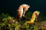 Hippocampus histrix im Aquarium halten (Einrichtungsbeispiele für Dorniges Seepferdchen) Hippocampus histrix im Aquarium halten (Einrichtungsbeispiele für Dorniges Seepferdchen)