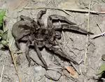 Hogna carolinensis im Terrarium halten (Einrichtungsbeispiele mit Carolina-Wolfspinne)