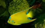 Holacanthus ciliaris im Aquarium halten (Einrichtungsbeispiele für Königin-Engelfisch)