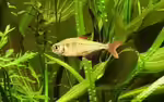 Hyphessobrycon bifasciatus im Aquarium halten (Einrichtungsbeispiele für Gelber von Rio) Hyphessobrycon bifasciatus im Aquarium halten (Einrichtungsbeispiele für Gelber von Rio)