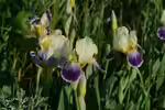Iris versicolor am Gartenteich pflegen (Einrichtungsbeispiele mit Blaue Schwertlilie) Iris versicolor am Gartenteich pflegen (Einrichtungsbeispiele mit Blaue Schwertlilie)