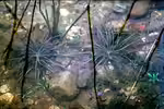 Isoetes lacustris im Gartenteich pflegen (Einrichtungsbeispiele für See-Brachsenkraut) Isoetes lacustris im Gartenteich pflegen (Einrichtungsbeispiele für See-Brachsenkraut)