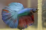 Kampffische im Aquarium halten (Einrichtungsbeispiele mit Betta-Arten) Kampffische im Aquarium halten (Einrichtungsbeispiele mit Betta-Arten)