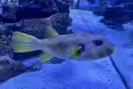 Kugelfische im Aquarium halten (Einrichtungsbeispiele mit Kugelfischen) Kugelfische im Aquarium halten (Einrichtungsbeispiele mit Kugelfischen)