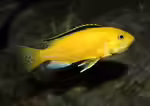 Labidochromis-Arten im Aquarium halten (Einrichtungsbeispiele für Labidochromis-Arten)