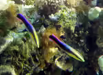 Labroides phthirophagus im Aquarium halten (Einrichtungsbeispiele für Hawaii Putzerlippfisch) Labroides phthirophagus im Aquarium halten (Einrichtungsbeispiele für Hawaii Putzerlippfisch)