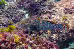 Labrus bergylta im Aquarium halten (Einrichtungsbeispiele für Gefleckter Lippfisch) Labrus bergylta im Aquarium halten (Einrichtungsbeispiele für Gefleckter Lippfisch)