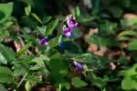 Lathyrus vernus im Garten pflanzen (Einrichtungsbeispiele mit Frühlings-Platterbse) Lathyrus vernus im Garten pflanzen (Einrichtungsbeispiele mit Frühlings-Platterbse)