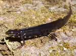 Lissotriton vulgaris im Gartenteich halten (Einrichtungsbeispiele für Teichmolche) Lissotriton vulgaris im Gartenteich halten (Einrichtungsbeispiele für Teichmolche)