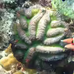 Lobophyllia hataii im Aquarium halten (Einrichtungsbeispiele für Großpolypige Steinkoralle) Lobophyllia hataii im Aquarium halten (Einrichtungsbeispiele für Großpolypige Steinkoralle)