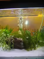 Einen Luftausströmer im Aquarium (Einrichtungsbeispiele mit Luftausströmern) Einen Luftausströmer im Aquarium (Einrichtungsbeispiele mit Luftausströmern)