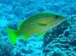 Lutjanus kasmira im Aquarium halten (Einrichtungsbeispiele für Blausteifen-Schnapper) Lutjanus kasmira im Aquarium halten (Einrichtungsbeispiele für Blausteifen-Schnapper)