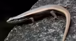 Mabuya macularia im Terrarium halten (Einrichtungsbeispiele für Gefleckter Skink) Mabuya macularia im Terrarium halten (Einrichtungsbeispiele für Gefleckter Skink)