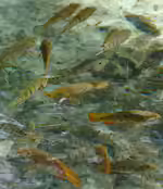 Mayaheros urophthalmus im Aquarium halten (Einrichtungsbeispiele für Schwanzfleckbuntbarsche)