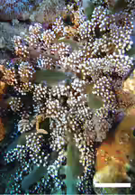 Megalactis griffithsi im Aquarium halten (Einrichtungsbeispiele für Feueranemone) Megalactis griffithsi im Aquarium halten (Einrichtungsbeispiele für Feueranemone)