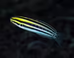 Meiacanthus grammistes im Aquarium halten (Einrichtungsbeispiele für Zebra-Schleimfisch) Meiacanthus grammistes im Aquarium halten (Einrichtungsbeispiele für Zebra-Schleimfisch)
