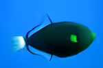 Melichthys vidua im Aquarium halten (Einrichtungsbeispiele für Witwen-Drückerfisch) Melichthys vidua im Aquarium halten (Einrichtungsbeispiele für Witwen-Drückerfisch)