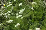 Meum athamanticum im Garten pflanzen (Einrichtungsbeispiele mit Bärwurz) Meum athamanticum im Garten pflanzen (Einrichtungsbeispiele mit Bärwurz)