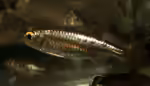 Micralestes acutidens im Aquarium halten (Einrichtungsbeispiele mit Spitzzahnsalmler) Micralestes acutidens im Aquarium halten (Einrichtungsbeispiele mit Spitzzahnsalmler)