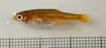 Microrasbora rubescens im Aquarium halten (Einrichtungsbeispiele für Roter Zwergrasbora) Microrasbora rubescens im Aquarium halten (Einrichtungsbeispiele für Roter Zwergrasbora)