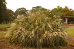 Miscanthus am Gartenteich pflanzen (Einrichtungsbeispiele mit Chinaschilf) Miscanthus am Gartenteich pflanzen (Einrichtungsbeispiele mit Chinaschilf)