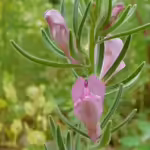 Misopates orontium im Garten pflanzen (Einrichtungsbeispiele mit Acker-Löwenmaul) Misopates orontium im Garten pflanzen (Einrichtungsbeispiele mit Acker-Löwenmaul)